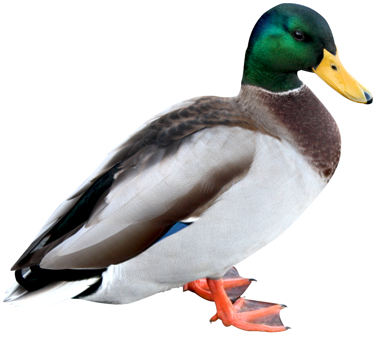 Canard